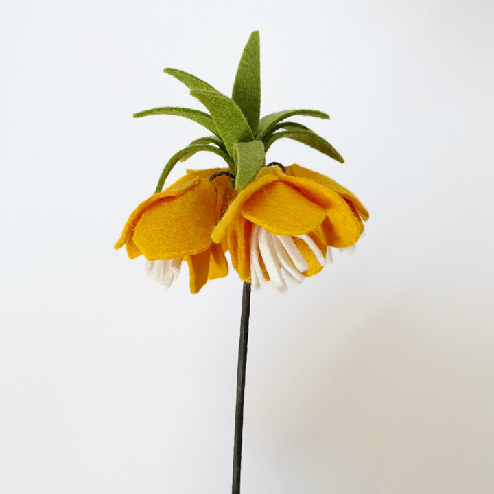 Crown Imperial Fritillary flower sample (orange)